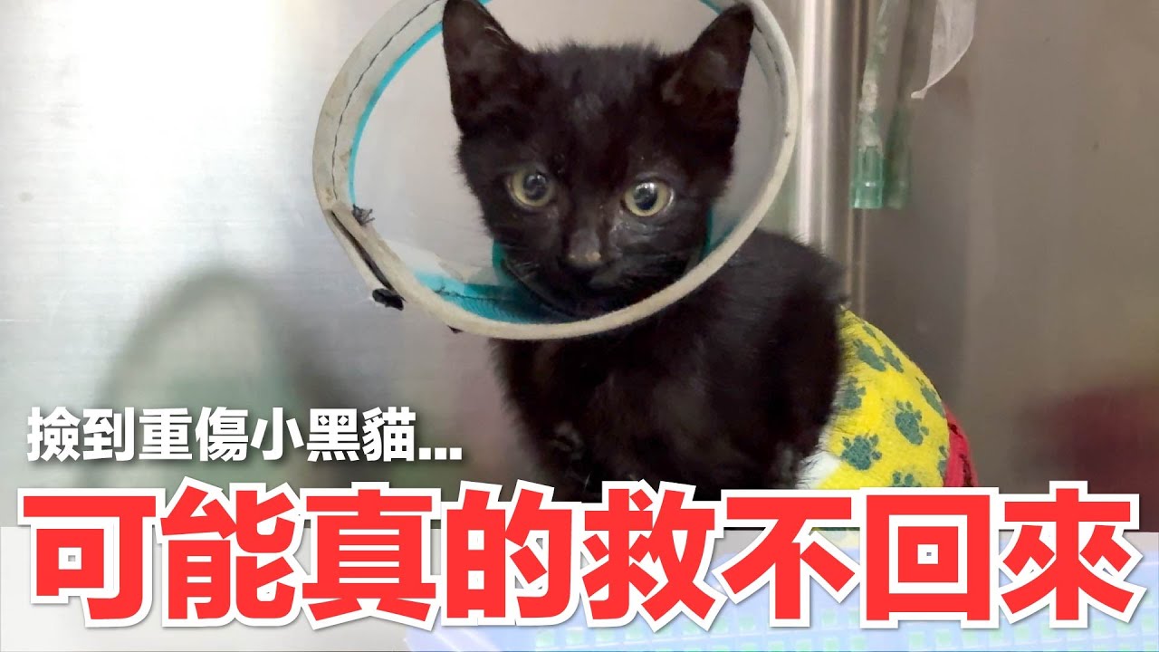 【好味小姐】可能真的救不回來，撿到重傷小黑貓...｜好味貓日常245