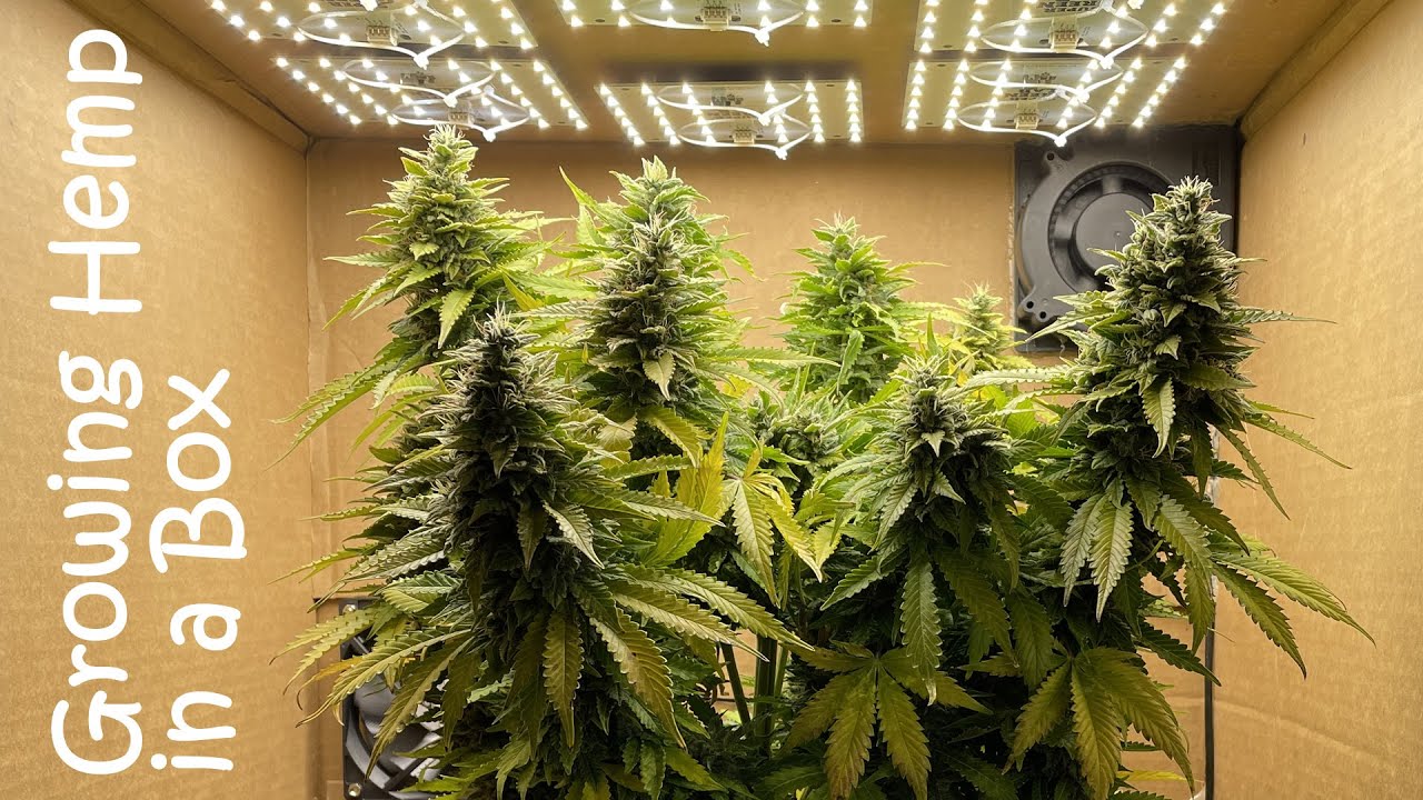 Using a Cardboard Box to Grow Hemp