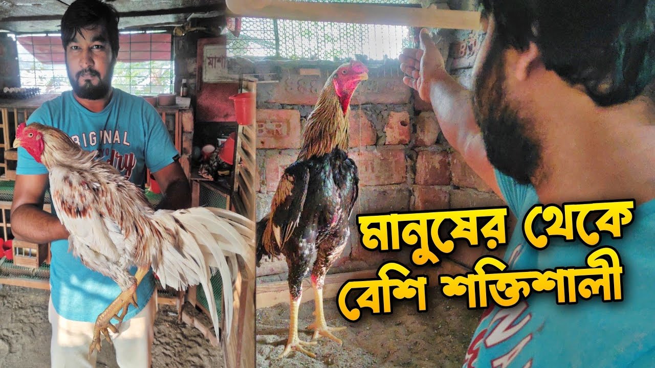 আসিল মোরগ পালন করে মাসে লাখ টাকা আয় করা সম্ভব | Aseel Chicken