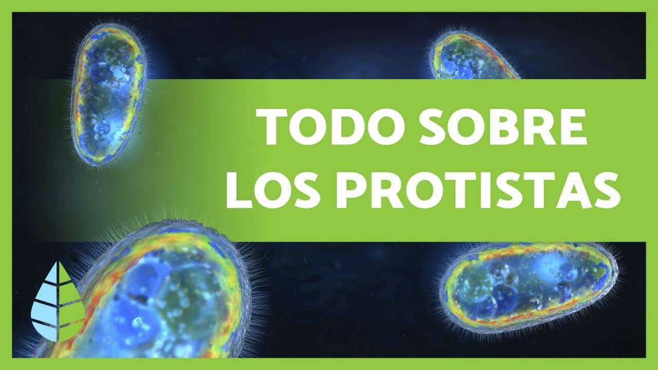 REINO PROTISTA🦠 Definición, características y clasificación🔍
