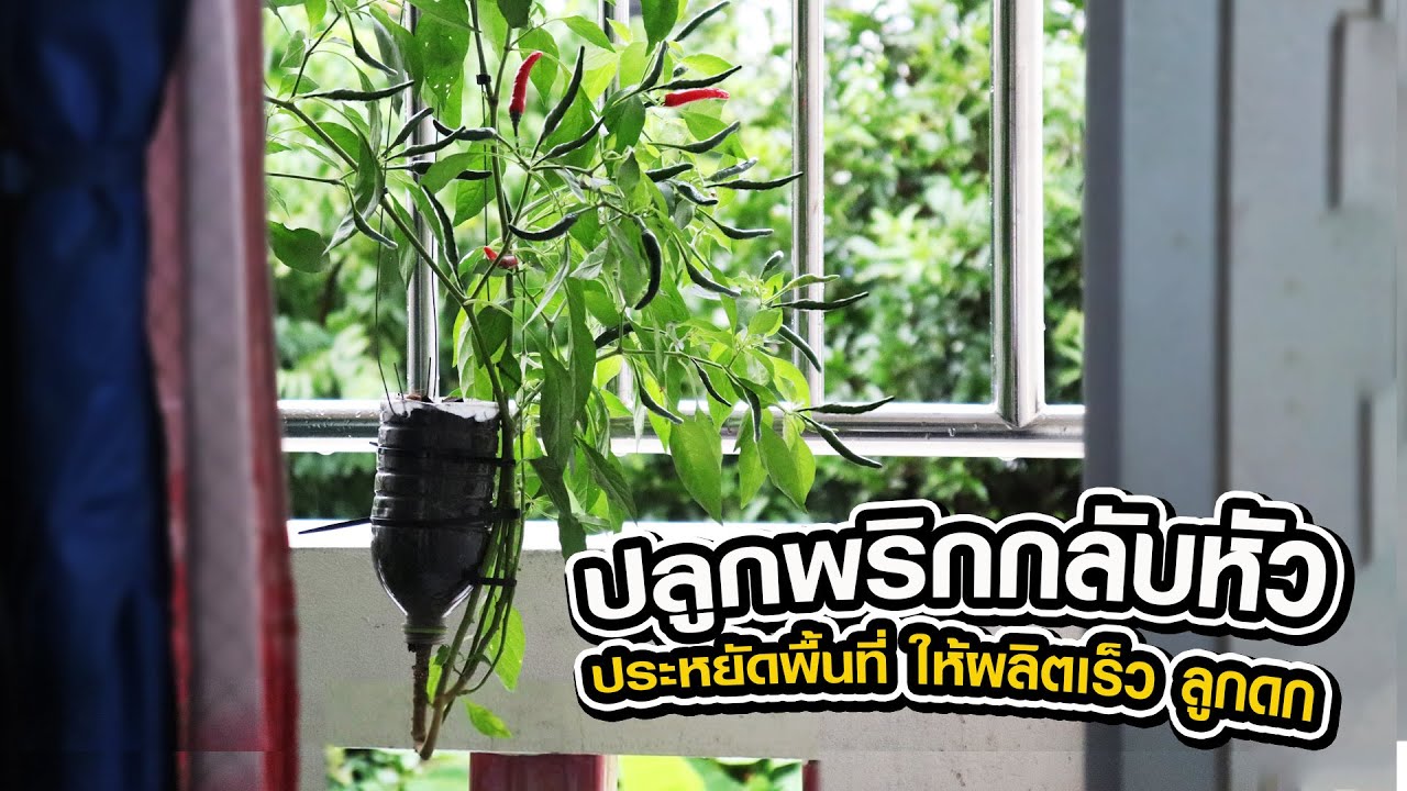 วิธีปลูกพริกกลับหัว ประหยัดน้ำ ประหยัดพื้นที่ ให้ผลิตเร็ว ลูกดก | ปลูกพริก | ขั้นตอนการปลูกพริก