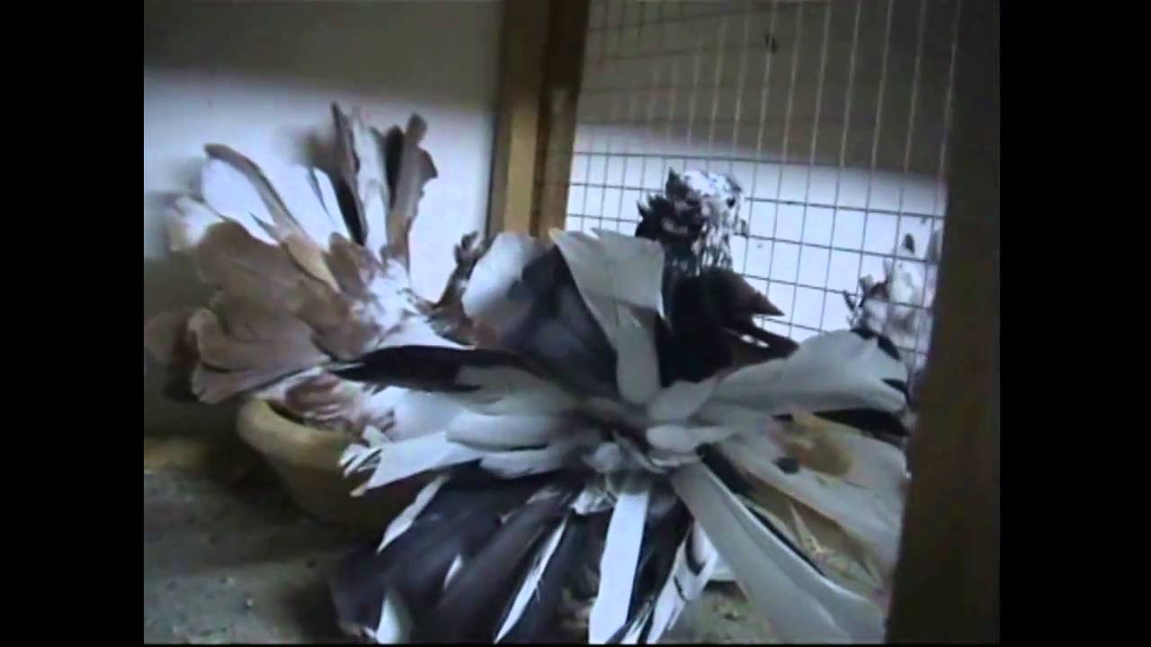 American Indian Fantail 1