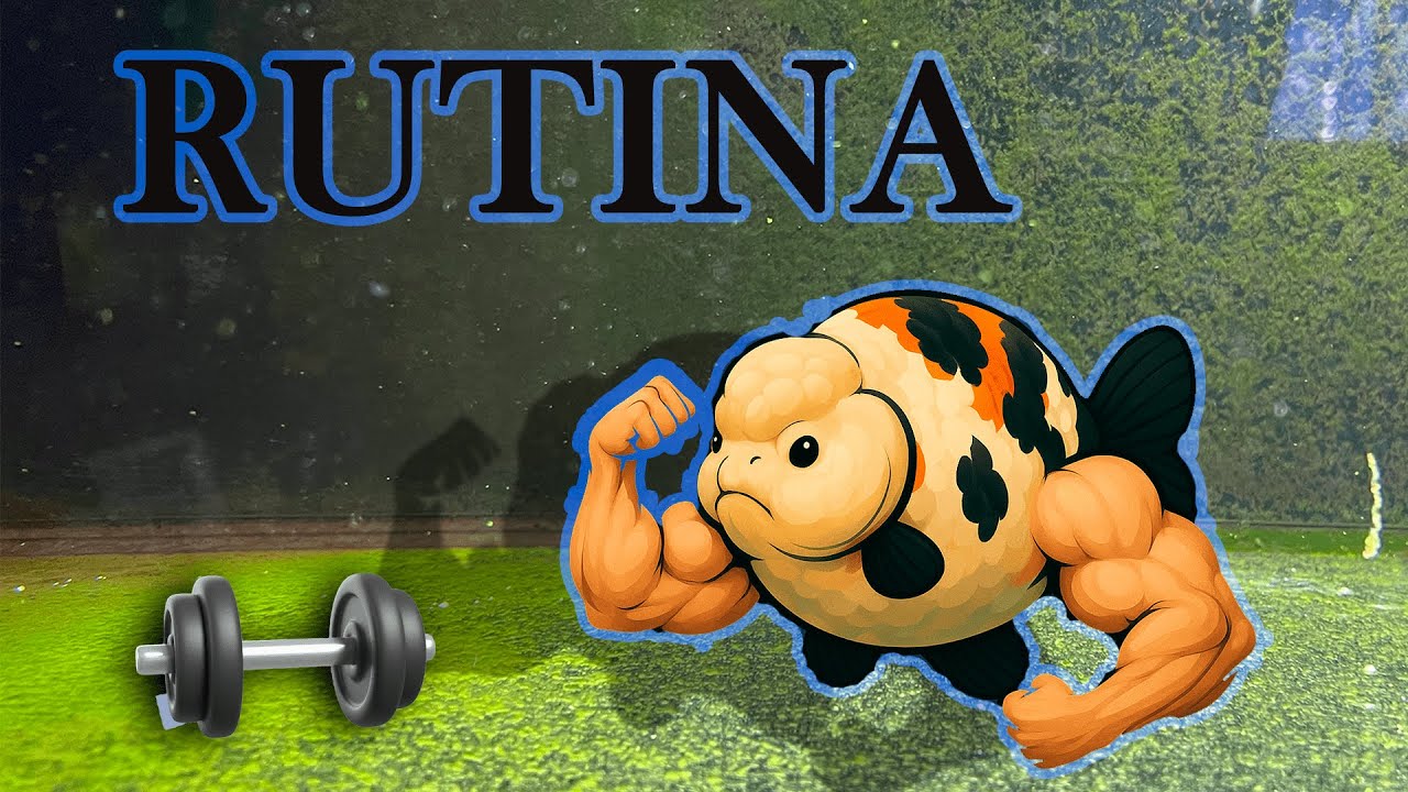 Esta es la rutina semanal de mis GOLDFISH