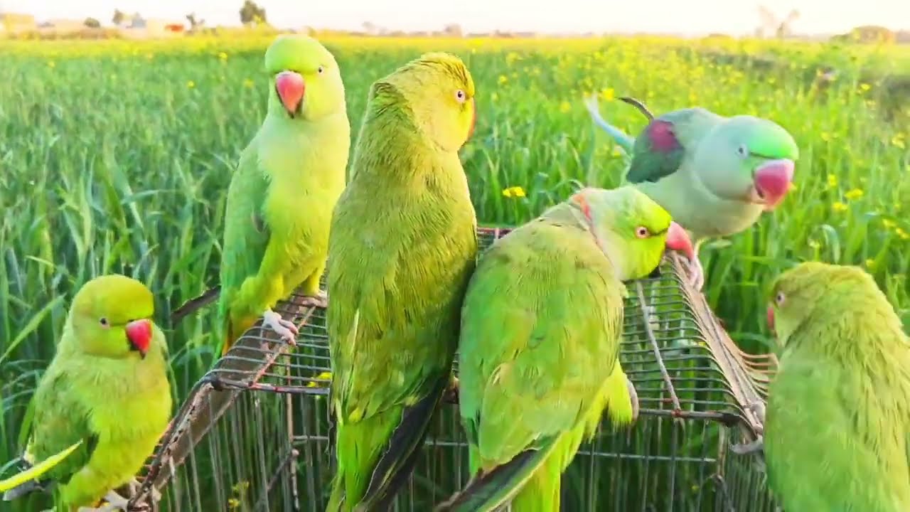 Ringneck Parrot Natural Sounds | Mithu Tota Ki Sounds/Voices