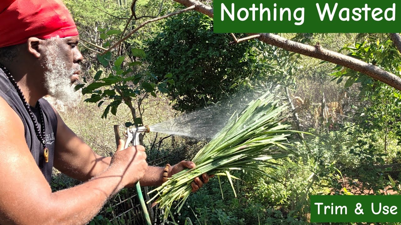 Lemongrass Pruning 