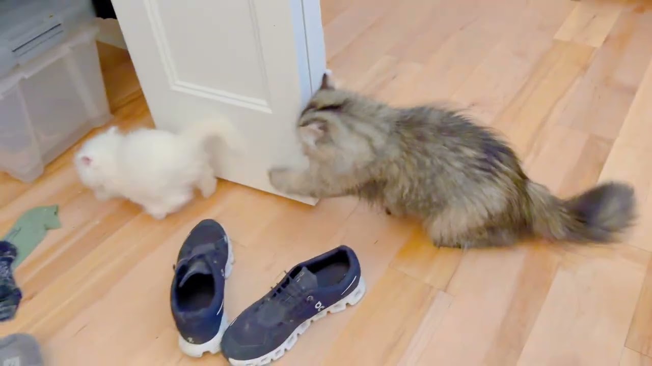Kitten plays with mom.