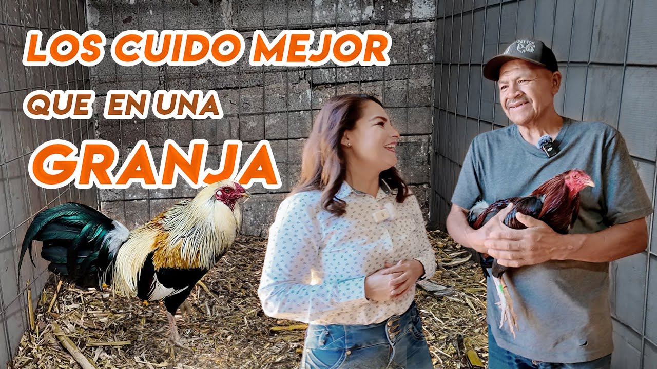 Para KIKO LOS GALLOS son su PASIÓN | ALMA Coronel