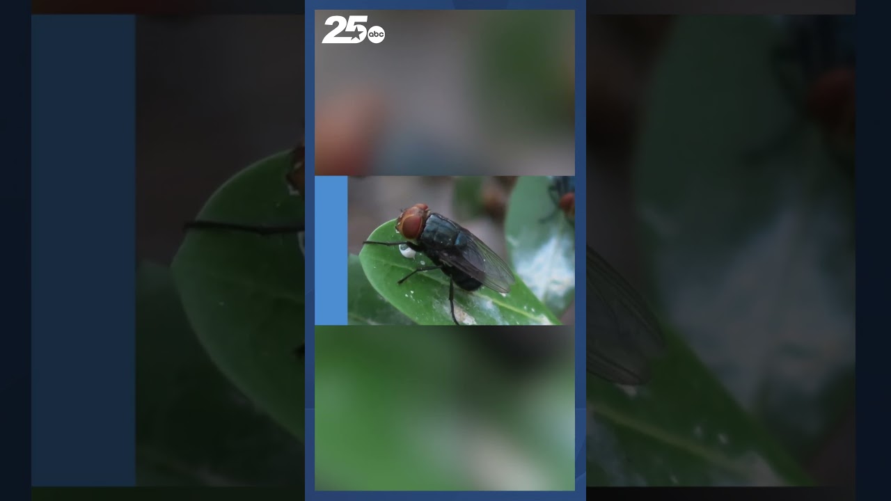 Gov  Abbott Issues Disaster Declaration Over Screwworm Fly