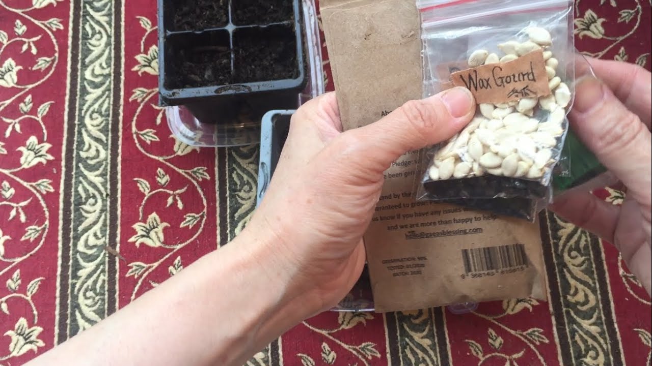 保存种子的最简单方法  种子存放几年完好如初 发芽率高 妥善保存事半功倍！简单几秒终身受益！种花种菜生活必备！Store and Keep Seeds Fresh