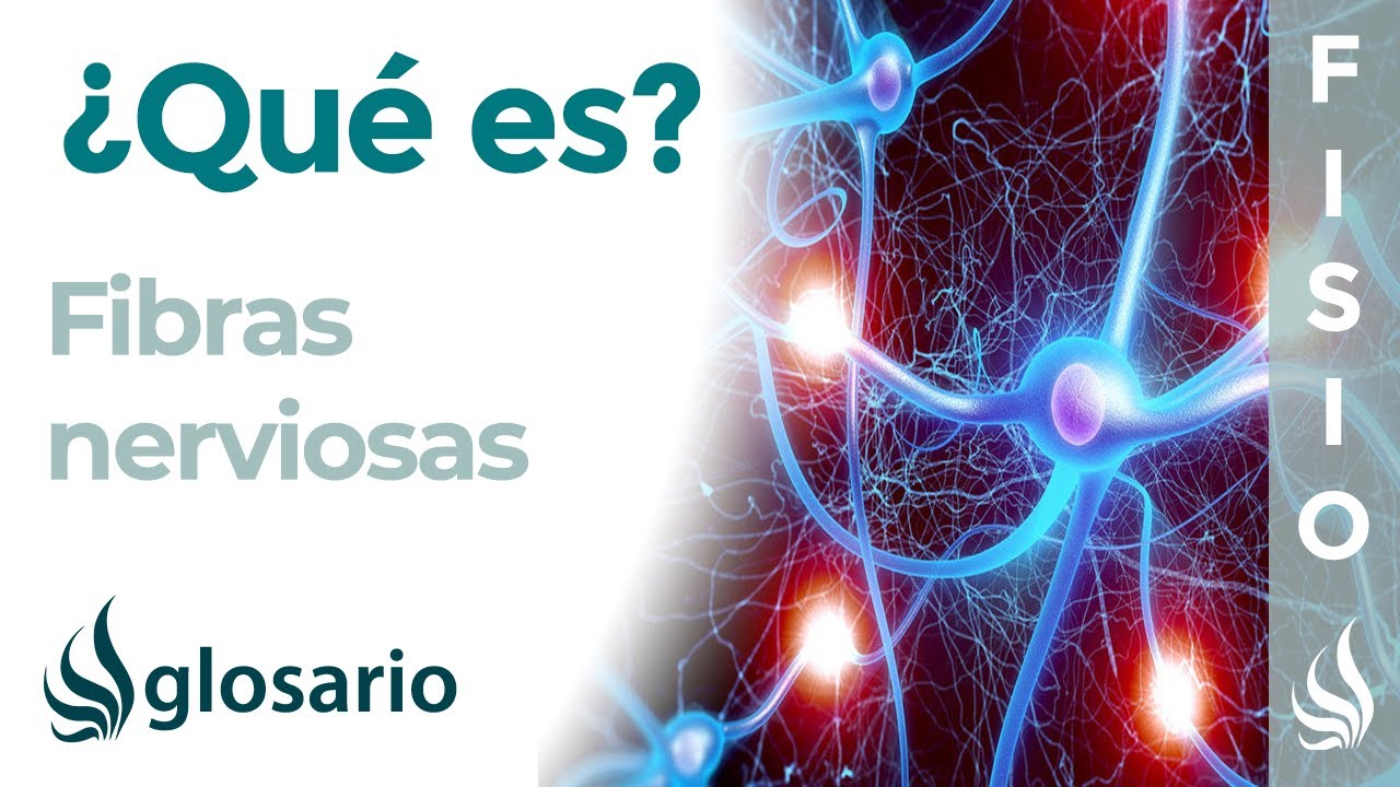 FIBRAS NERVIOSAS | Qu&eacute; son, componentes, ubicaci&oacute;n y funciones