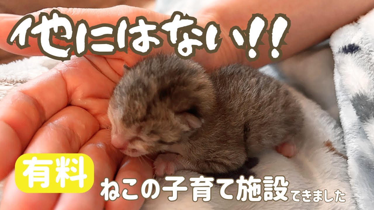 おそと出身、保護子猫チャンネル☆