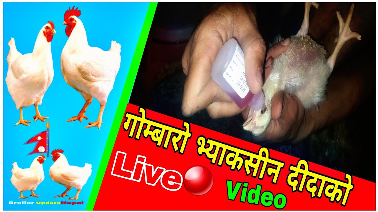 बोईरल कुखुरा लाई १३ दिनमा भ्याकसीन दिदै || Broiler Update Nepal || Live🔴|| PGC Mix || Chick Vaccine
