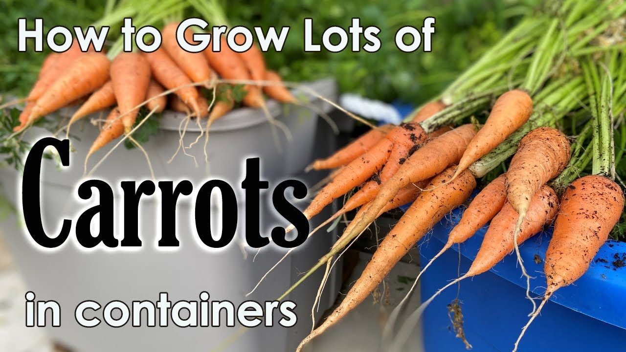 How to Grow Carrots in Containers 🥕🥕🥕- from Seed to Harvest