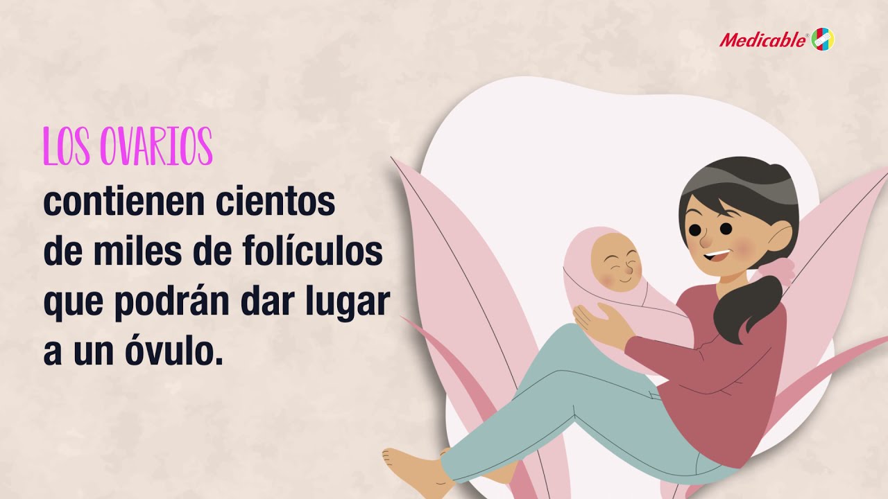 Proceso de ovulaci&oacute;n y embarazo
