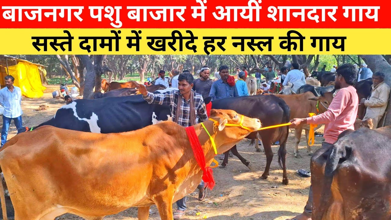 आज बाजनगर पशु बाजार में आयी शानदार गाय |Bajnagar pashu mandi |Bajnagar pashu bazar new video