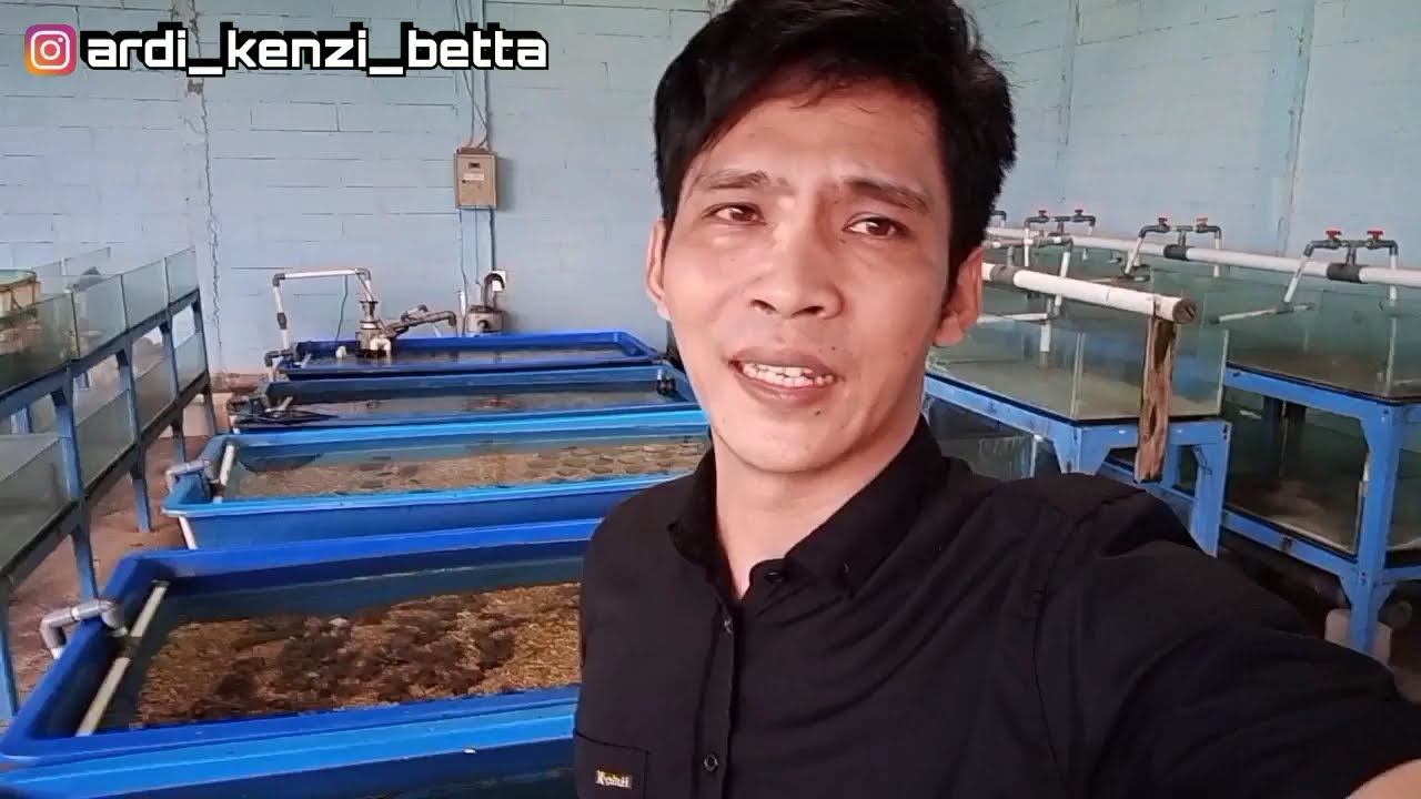 GAK SENGAJA - AWAL MULA PUNYA IKAN CUPANG IRONMAN