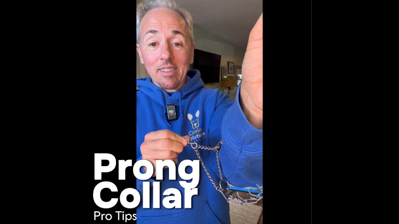 Prong Collar Pro Tips