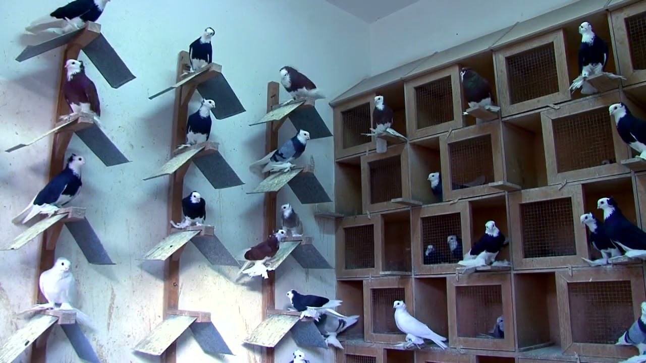 Голуби Касымова.  Местные летно-игровые голуби ( pigeons), 🕊 Худжанд , Таджикистан 2021г.