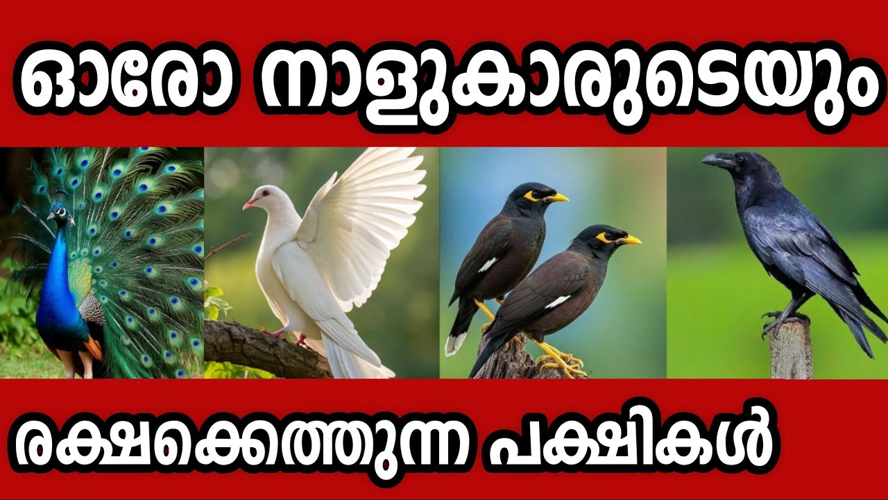 ഓരോ നാളുകാരുടെയും രക്ഷകരായ പക്ഷികൾ, ഇവ നിങ്ങളെ ചുറ്റിപ്പറ്റി വരുന്നുണ്ടെങ്കിൽ മഹാഭാഗ്യം