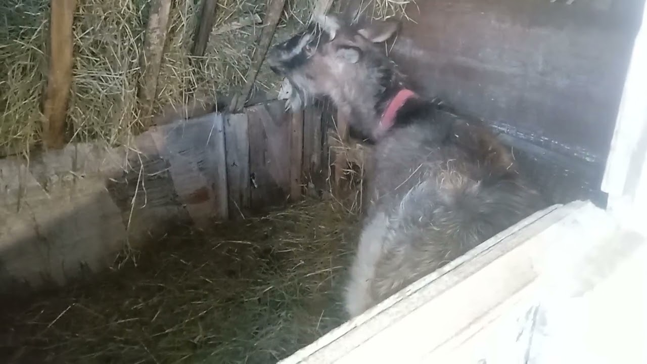 Немножко расскажу