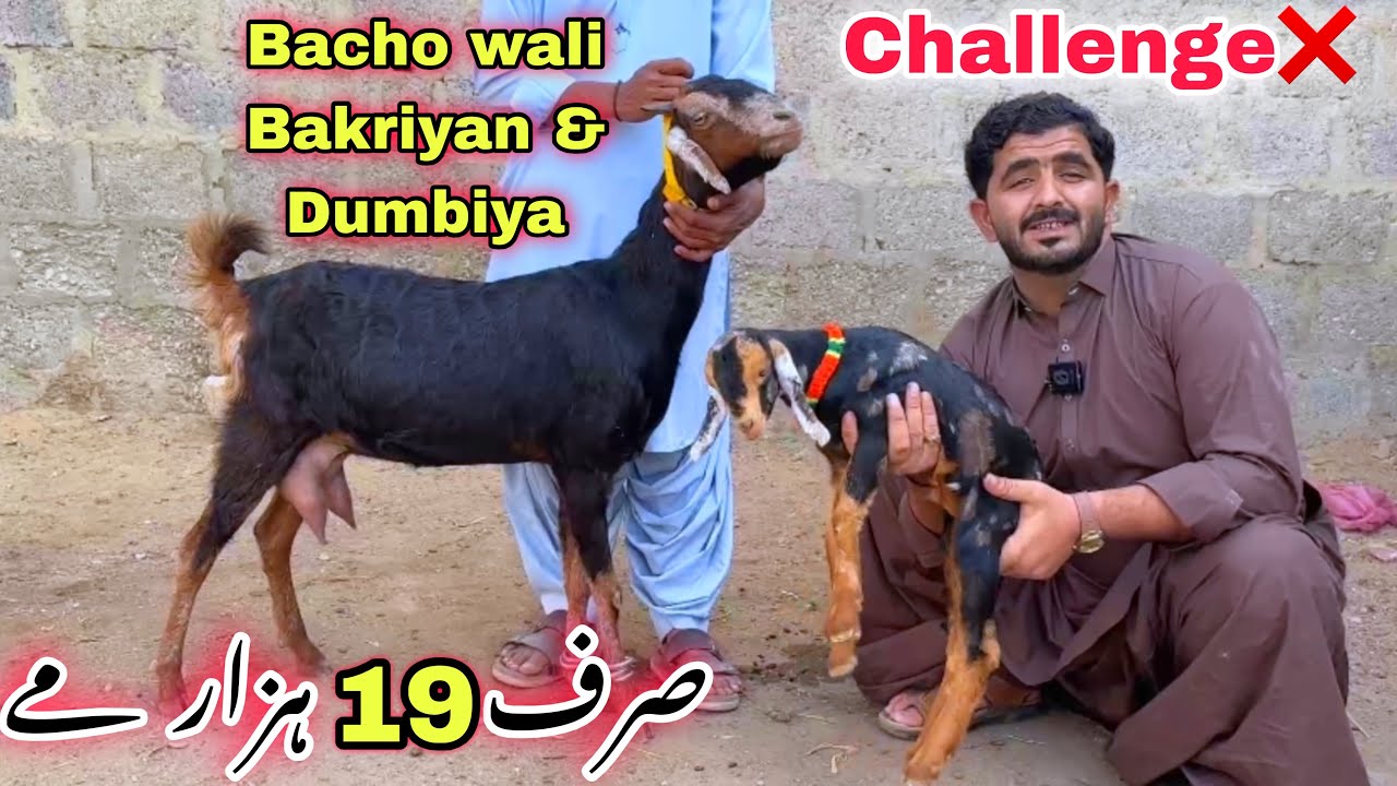 Karachi Ki Sasti Bakra Mandi 🚨 | Bacho wali Bakriyan & Dumbiya | Aslam Goat Farm | Goat Farming 