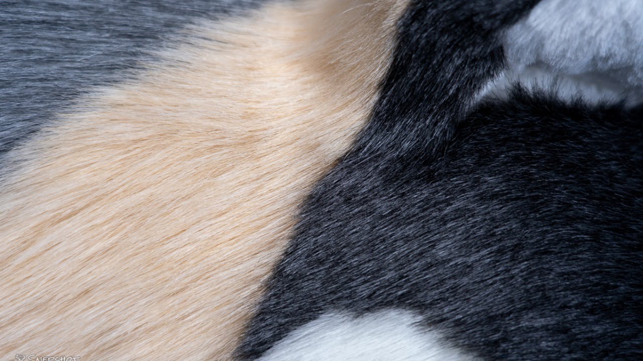 PlushLife Project 2021 Reveal