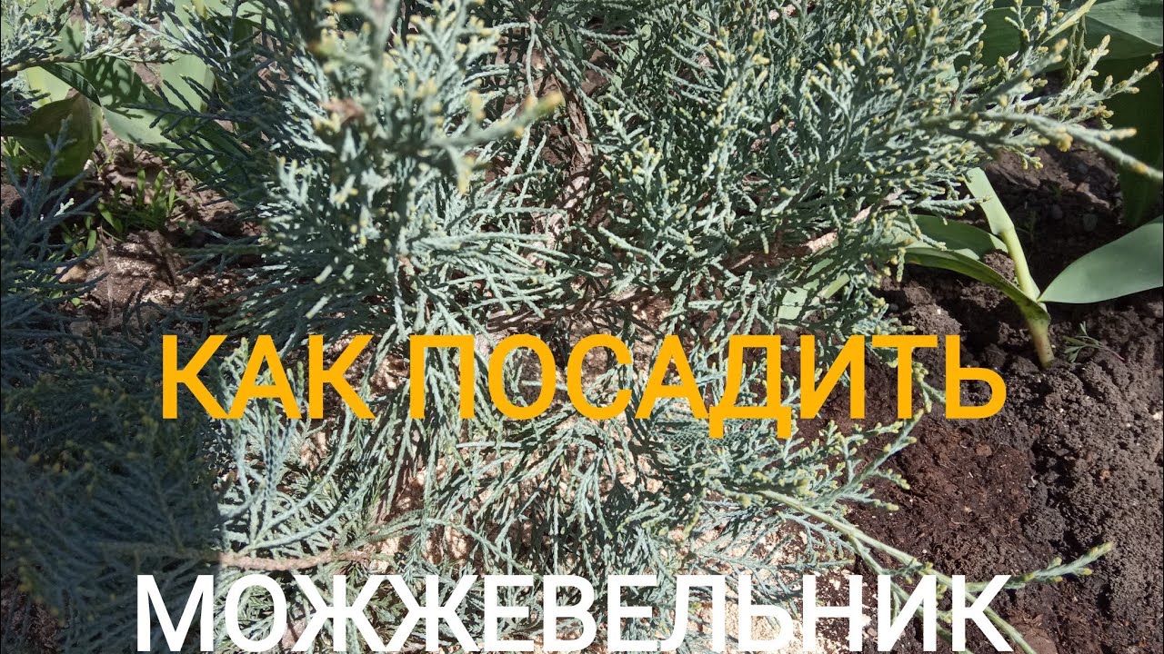 Можжевельник  ГРЕЙ  ОУЛ / серая сова/ посадка.