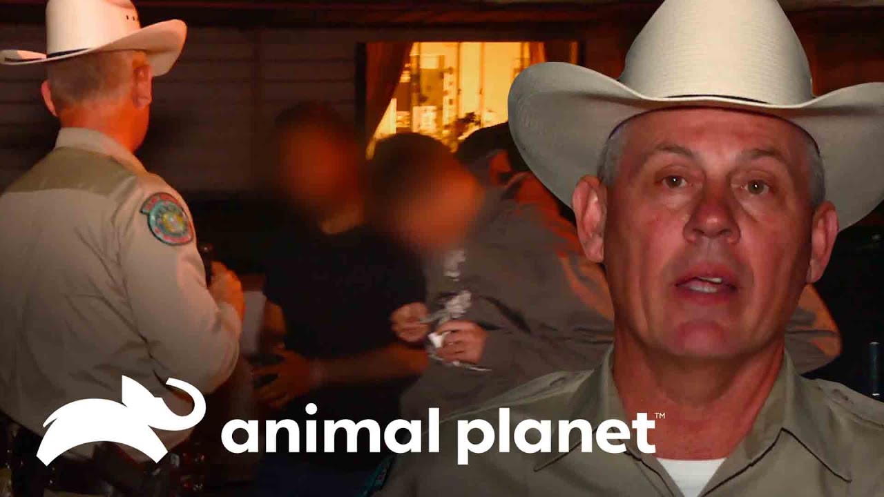Cacer&iacute;a en la v&iacute;a p&uacute;blica termina de muy mala manera | Guardianes de Texas | Animal Planet