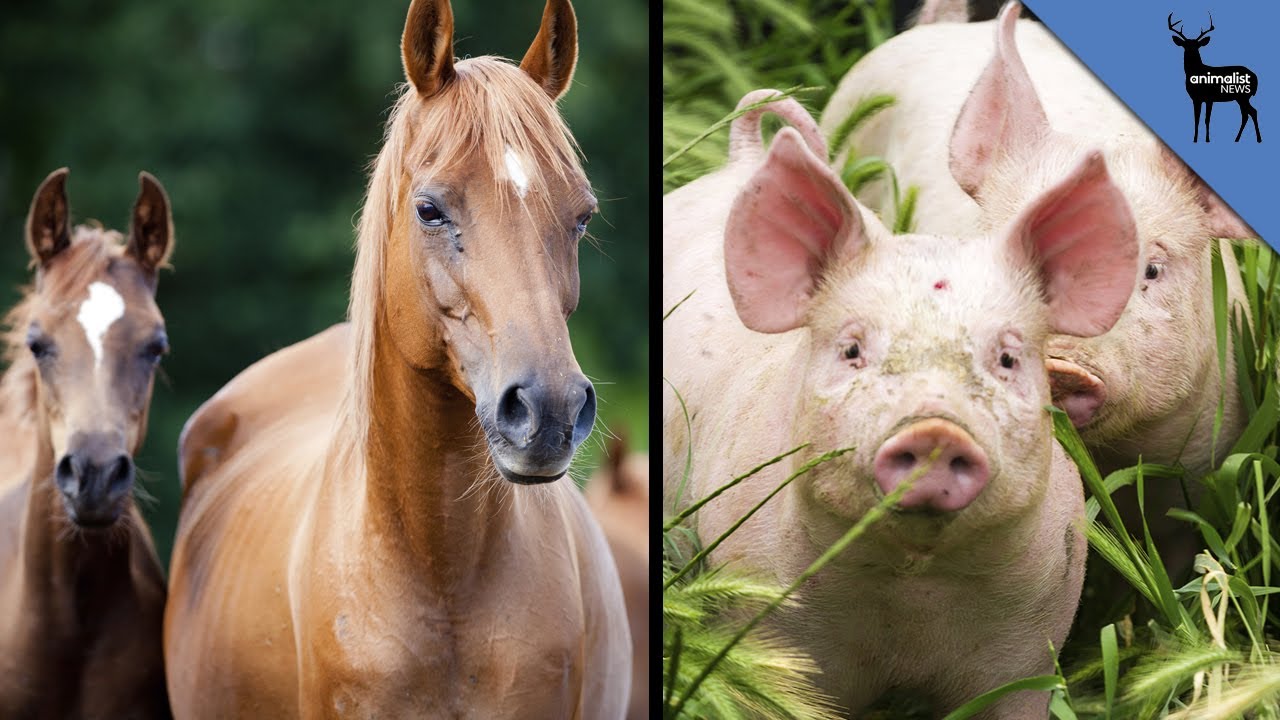 Pig Ovaries Help Control The Wild Horse Population