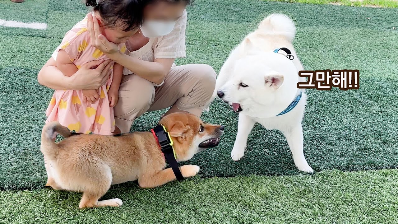 아기 주인을 지켜주는 강아지의 놀라운 행동!!