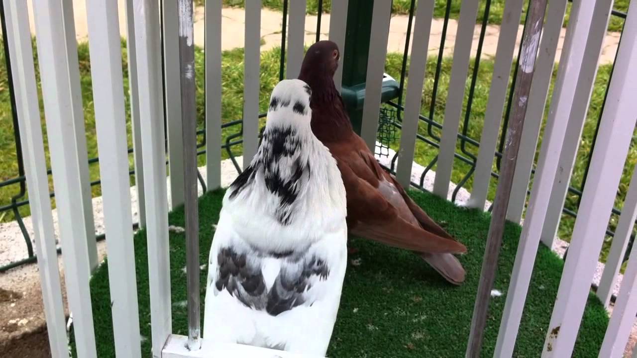 Buchones Canarios. Pichones 2014