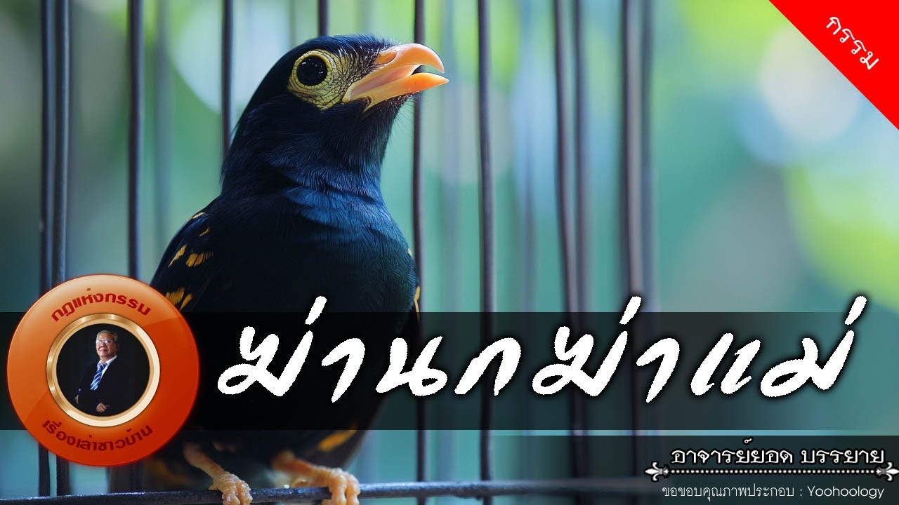 อาจารย์ยอด : ฆ่านกฆ่าแม่ [กรรม]