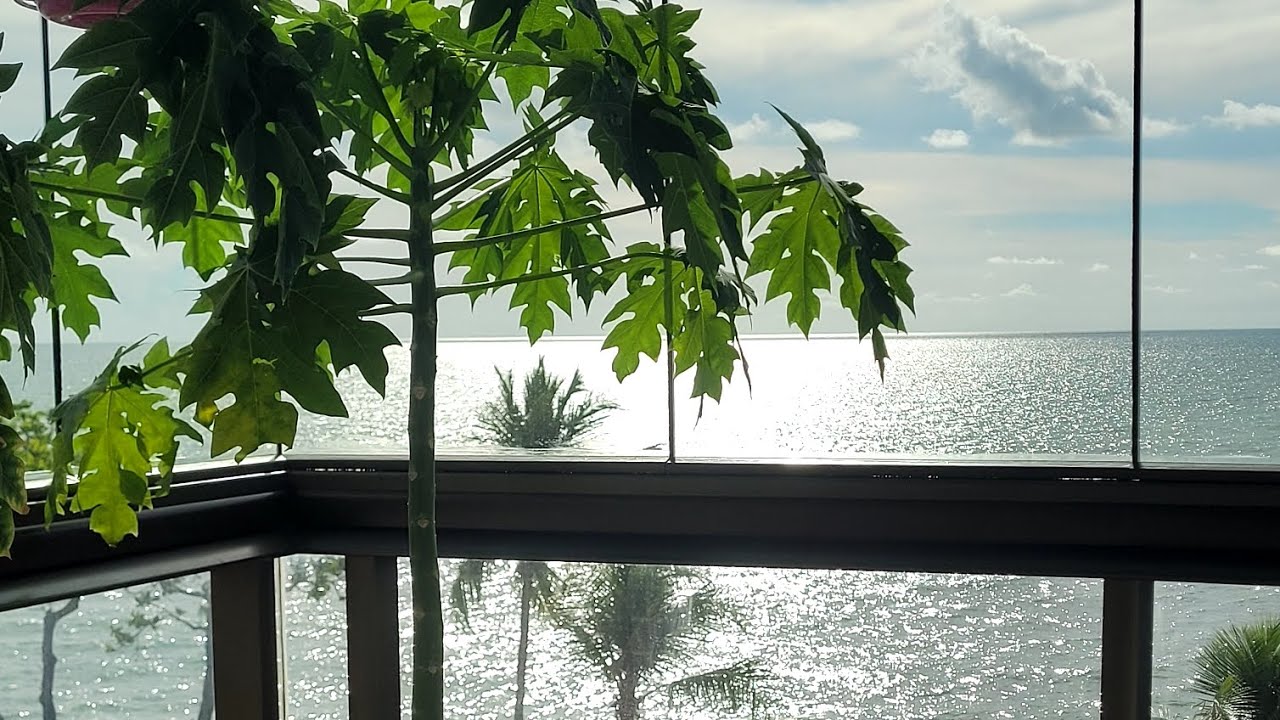 MEU DEUS QUE  AMANHECER / MENDIGOS   DIGITAIS NO YOUTUBE. 