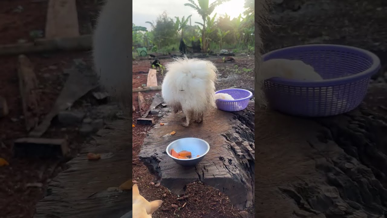 Cool Early Morning & Waiting for the Beautiful Sunrise | Peaceful Live with My Pets 🌤️🐒🐶