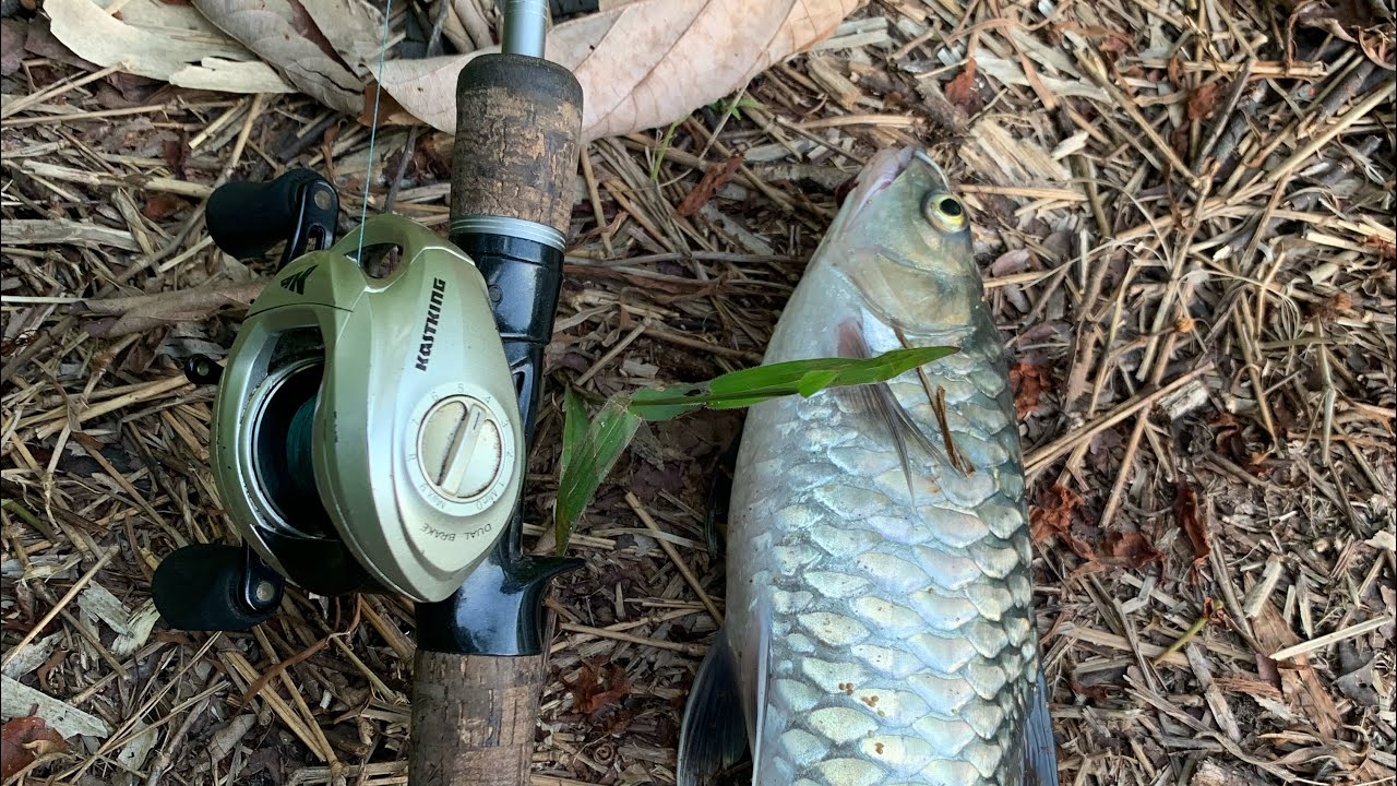 Kelah vs Lemoren v1 2-6lb.