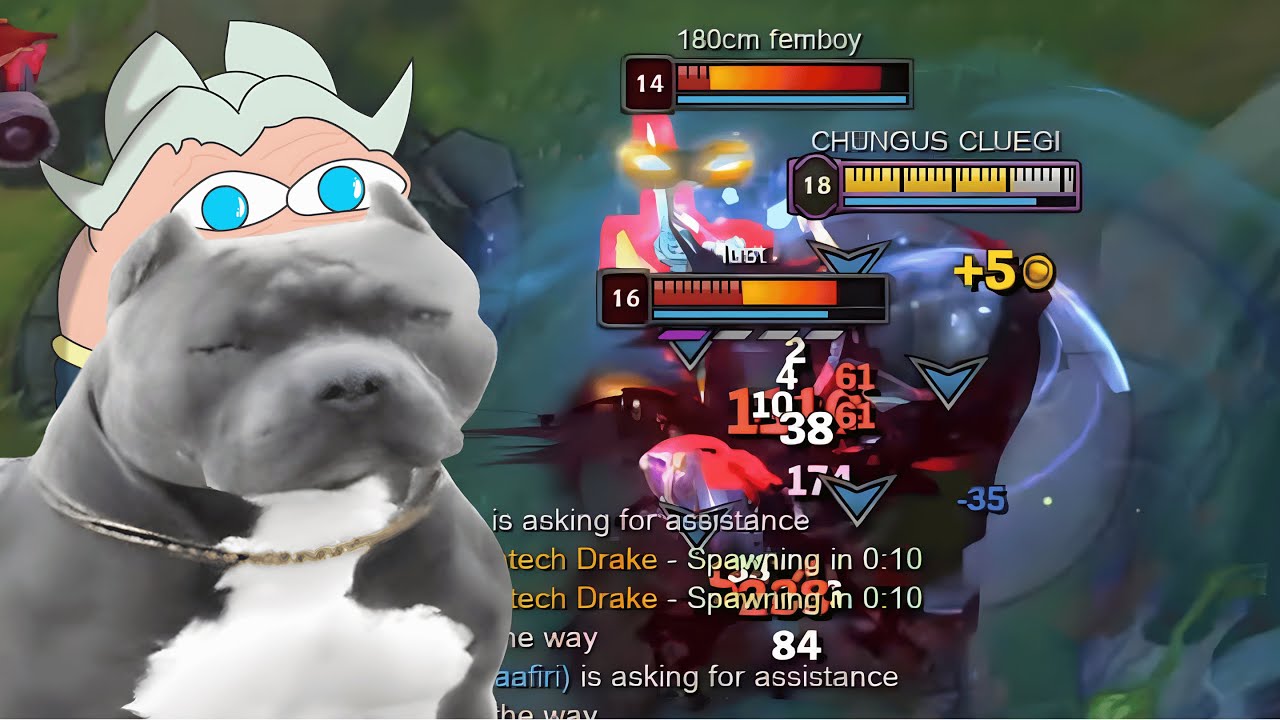 WHY DOG SO MUCH DAMAGE