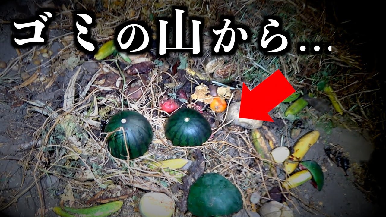 カブトムシが無限に沸く畑のゴミ置き場がヤバすぎる
