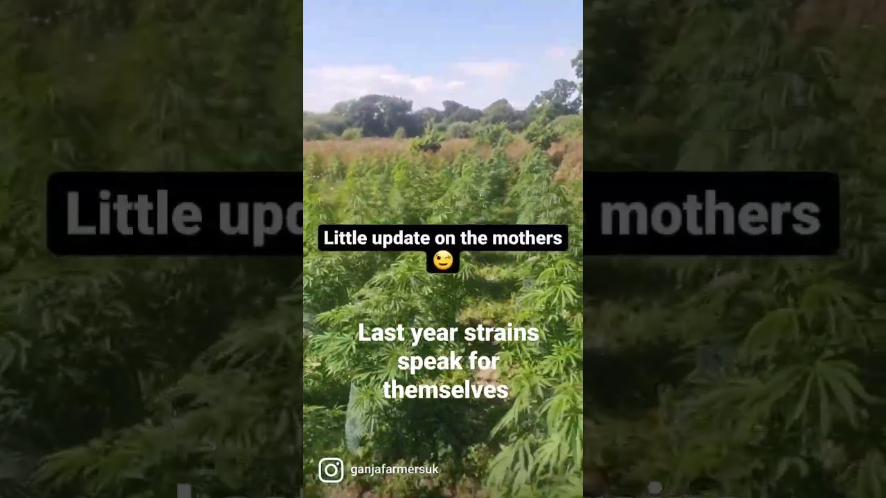 big outdoor uk cannabis farm amazing strains. uk climate seeds big harvest