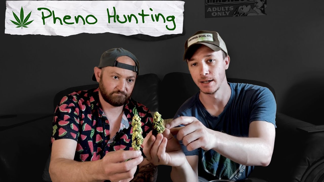 Pheno-Hunting: Selective Breeding Cannabis