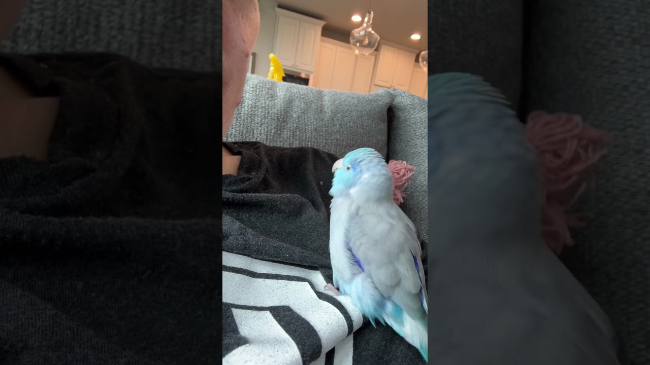 It&rsquo;s just a little crush 🥰 #rescue #parrot #birds