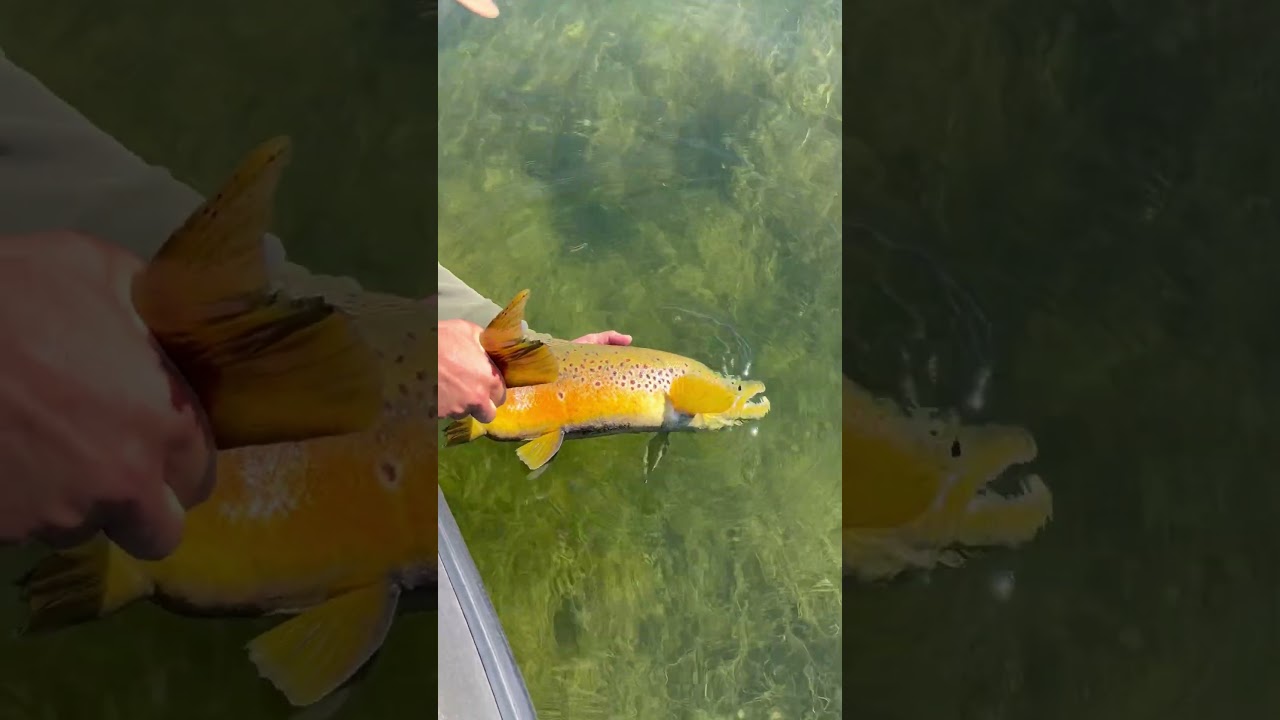 TROPHY BROWN TROUT