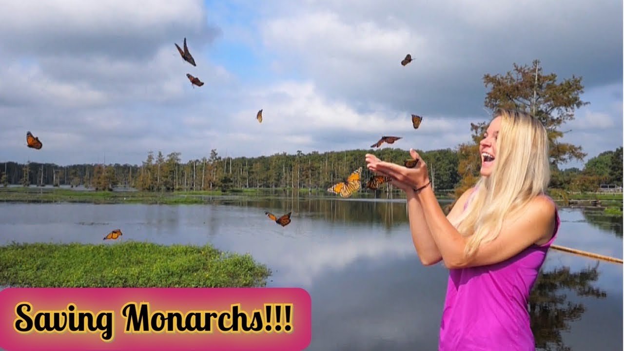 We Saved HUNDREDS!!! Raising MONARCH BUTTERFLIES Start to Finish!