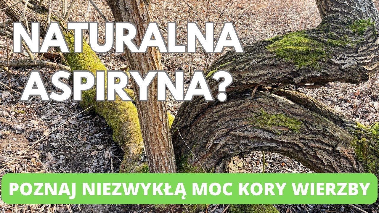 Naturalna aspiryna? Poznaj dlaczego kora wierzby ma niezwykłą moc.