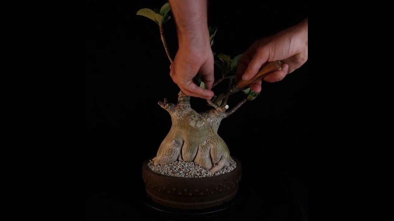 Taille sur un Adenium Arabicum