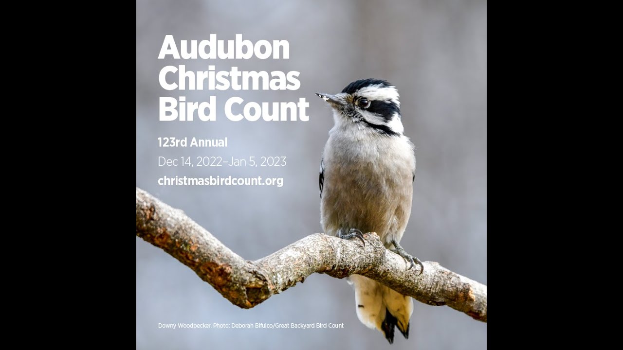 Top 10 Most Wanted Yard Birds: A Christmas Bird Count Primer
