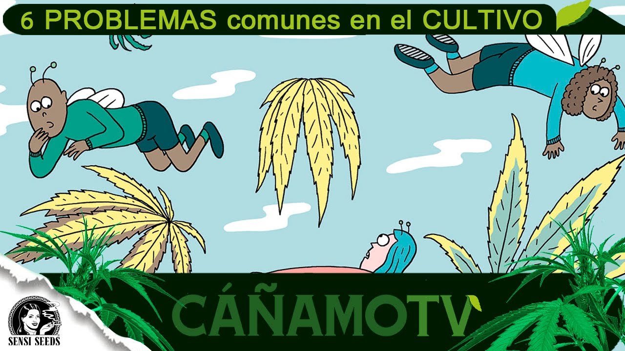 6 PROBLEMAS m&aacute;s comunes en el CULTIVO de CANNABIS y sus SOLUCIONES