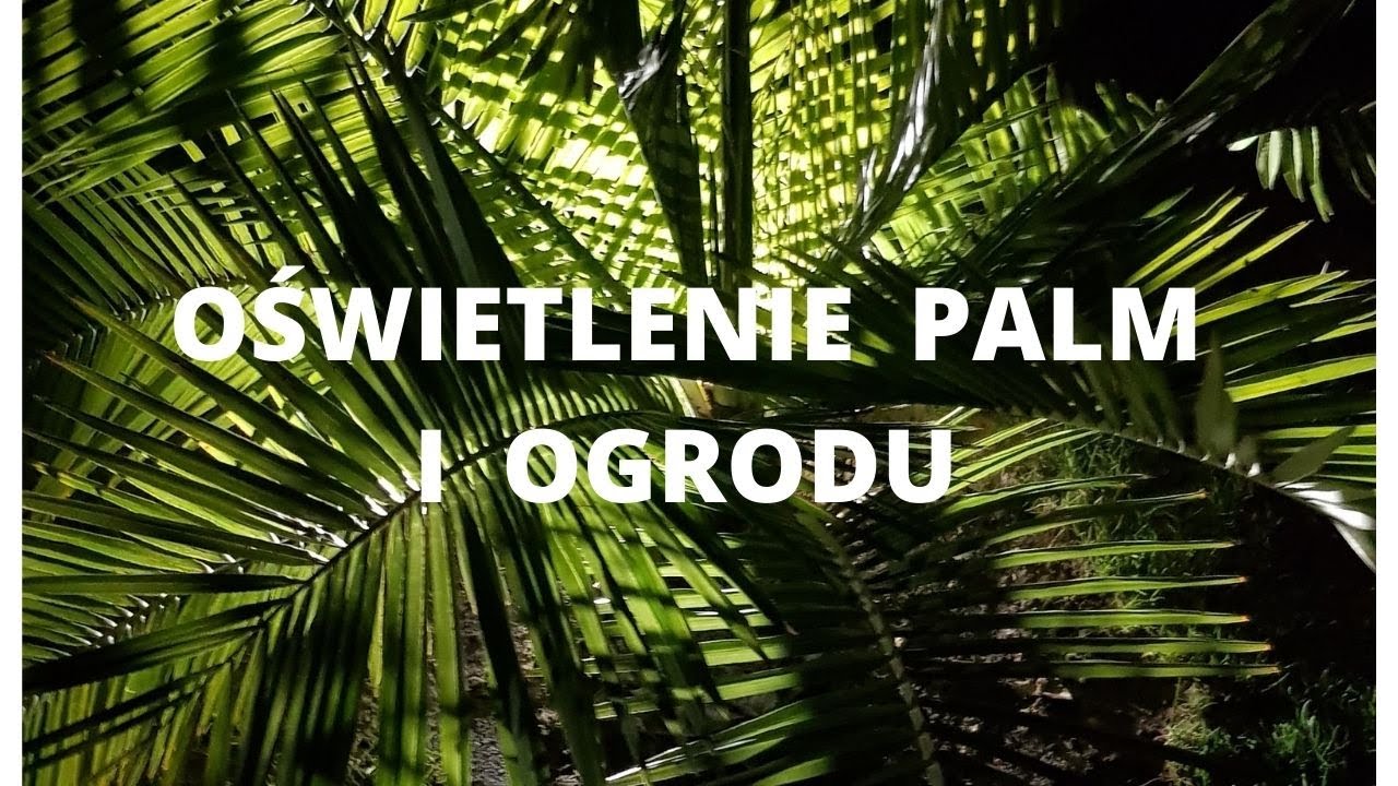 PODŚWIETLENIE PALM I OGRODU
