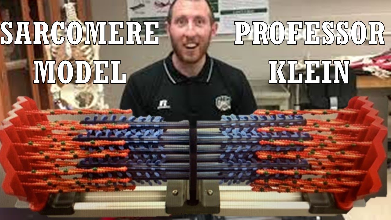 Sarcomere Model (with subtitles) - Ohio University - Anatomy & Physiology