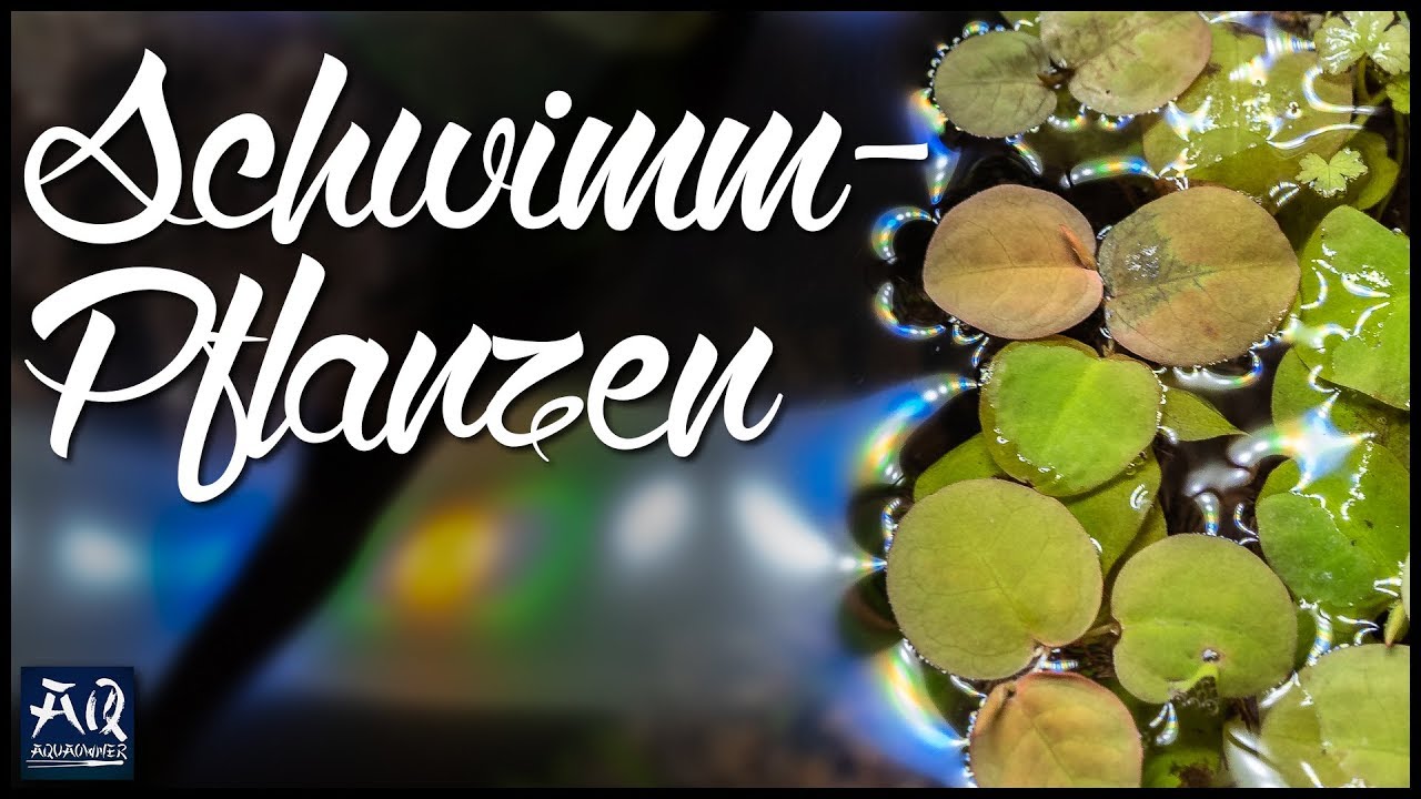 Schwimmpflanzen im Aquarium | AquaOwner