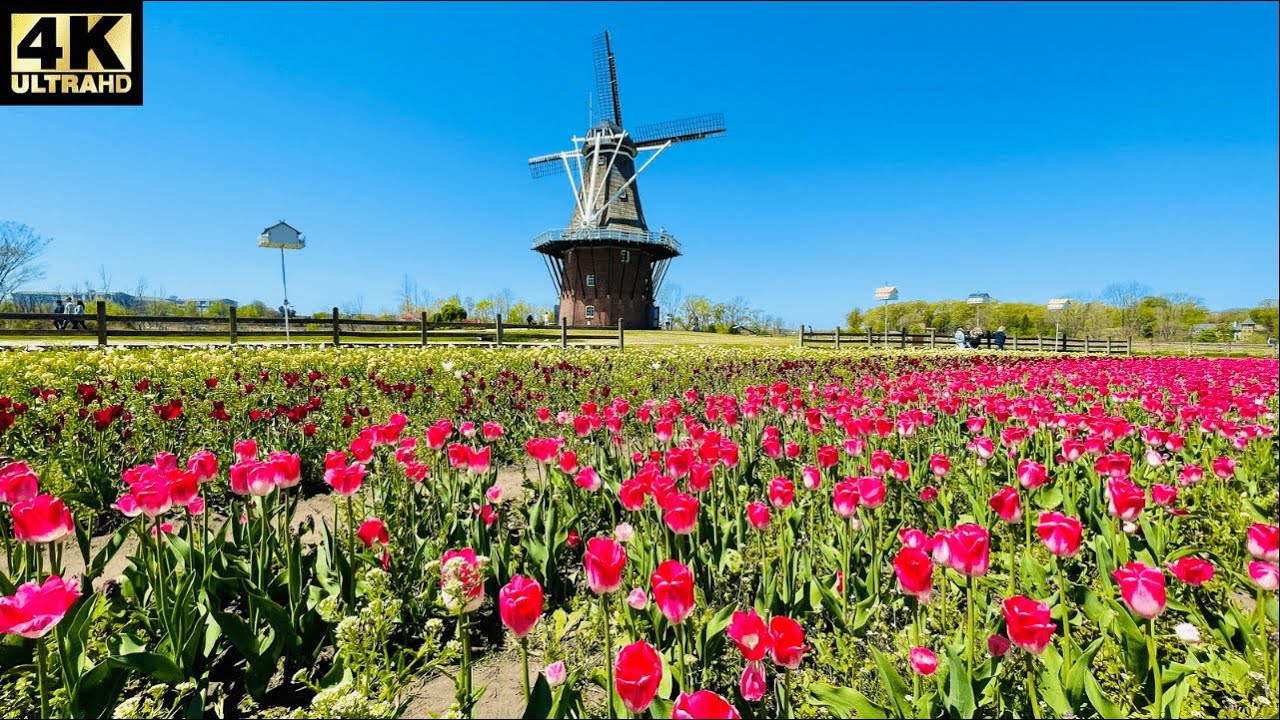 Windmill Island Gardens Holland Michigan | Tulips Time 4k